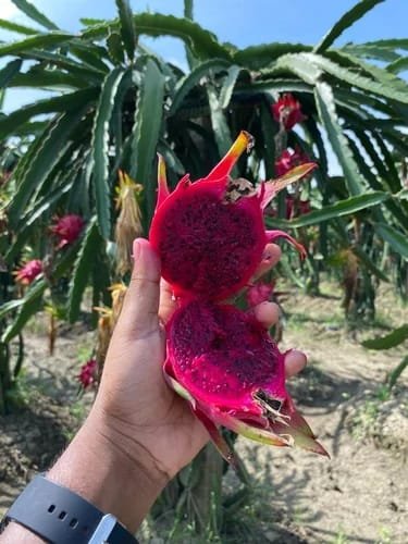 Red dragon fruit plant